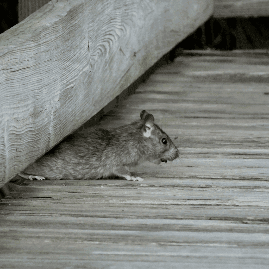 Mulots - Dératisation à Garges-lès-Gonesse