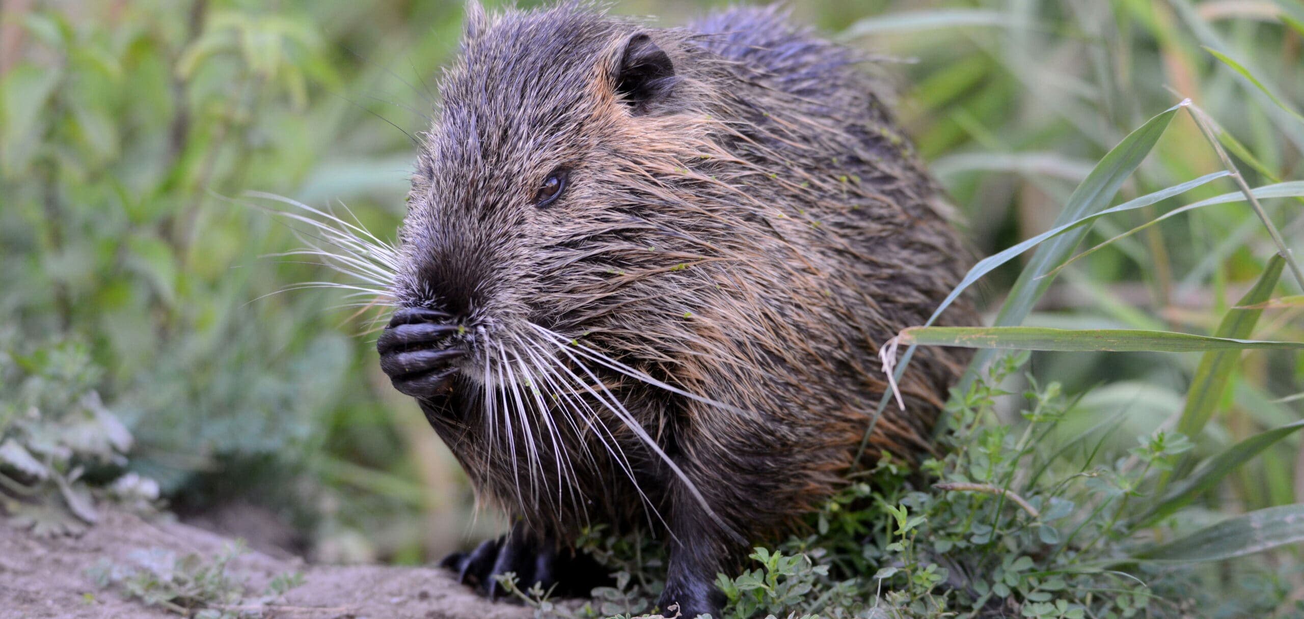 Ragondins - Dératisation à Garges-lès-Gonesse