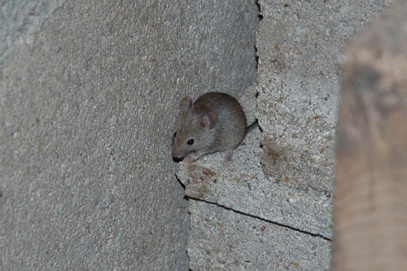 Souris - Dératisation à Garges-lès-Gonesse